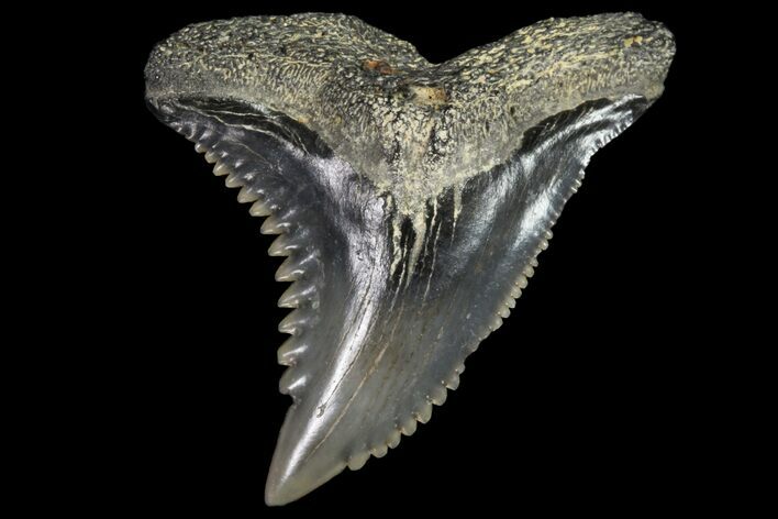 Hemipristis Shark Tooth Fossil - Virginia #96540